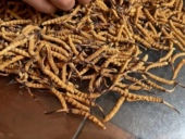 正品 西藏那曲虫草野生冬虫夏草西藏直发