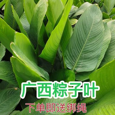 广西粽叶粽子叶箬叶大粽叶100张包邮农家新鲜冬叶 土味农产品