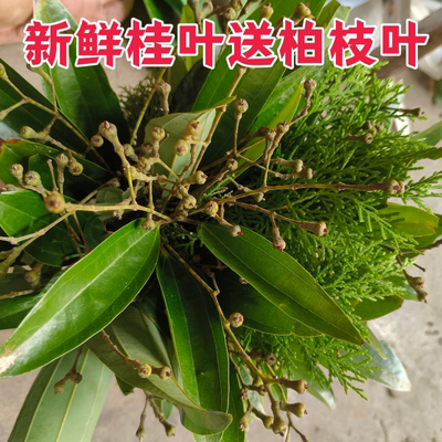 新鲜现摘桂枝叶柏枝叶新居入火婚嫁喜庆挂件