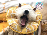 Pet cat dog Elisabeth vòng tròn mui xe mềm chống mite bắt cắn không thấm nước xấu hổ vòng tròn khử trùng bảo vệ - Cat / Dog hàng ngày Neccessities bình nước cho mèo