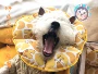 Pet cat dog Elisabeth vòng tròn mui xe mềm chống mite bắt cắn không thấm nước xấu hổ vòng tròn khử trùng bảo vệ - Cat / Dog hàng ngày Neccessities bình nước cho mèo
