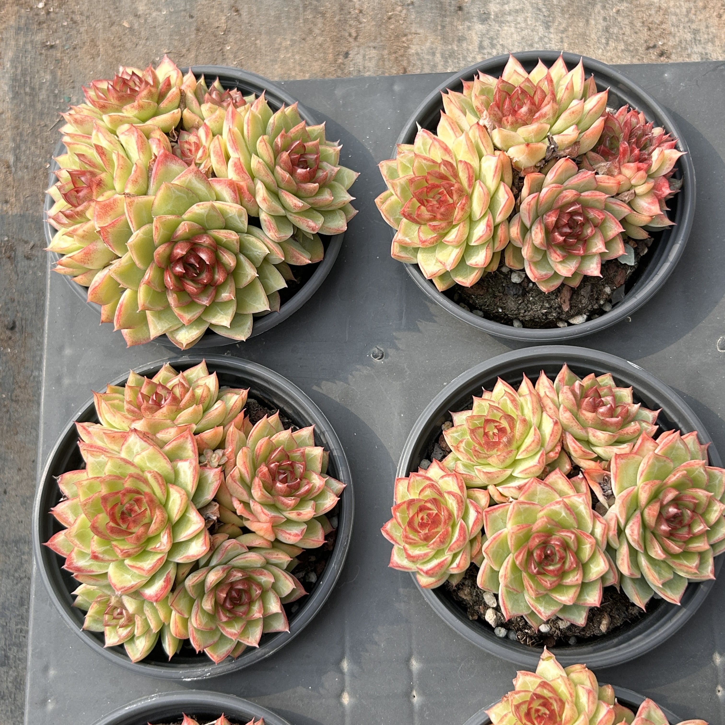 红女王大群新手好养新品多头大棵精品稀有多肉植物花卉一物一拍