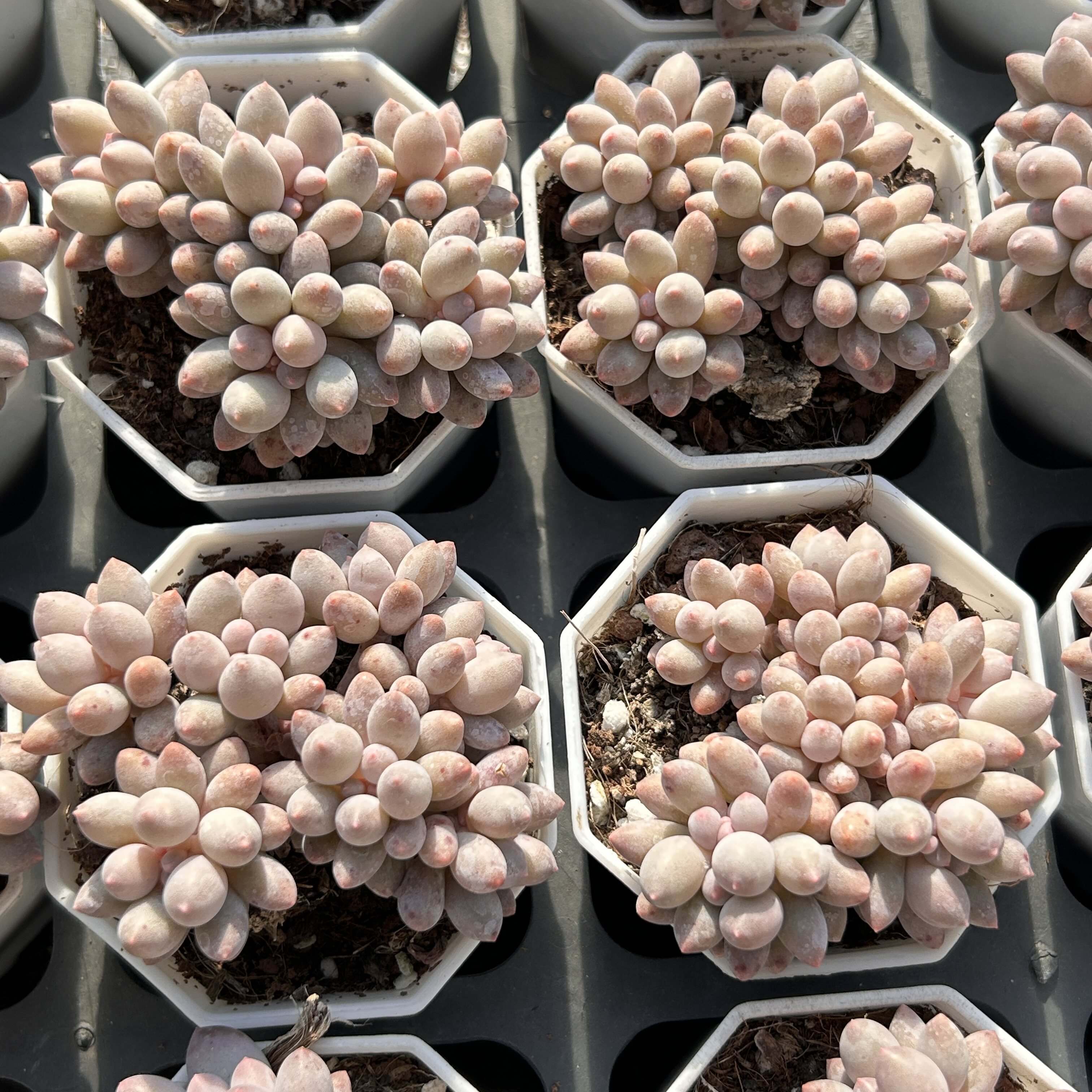 婴儿手指群生新手好养新品多头大棵精品稀有多肉植物花卉一物一拍