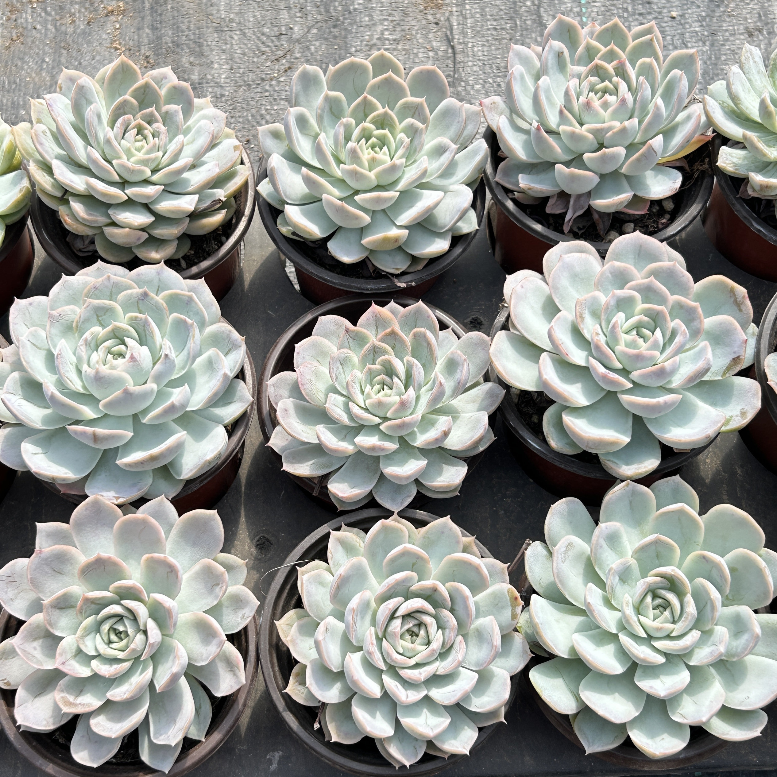 墨西哥雪球新手好养多头大棵精品稀有多肉植物花卉一物一拍