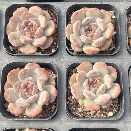 红恋糖心新手好养新品多头大棵精品稀有多肉植物花卉一物一拍