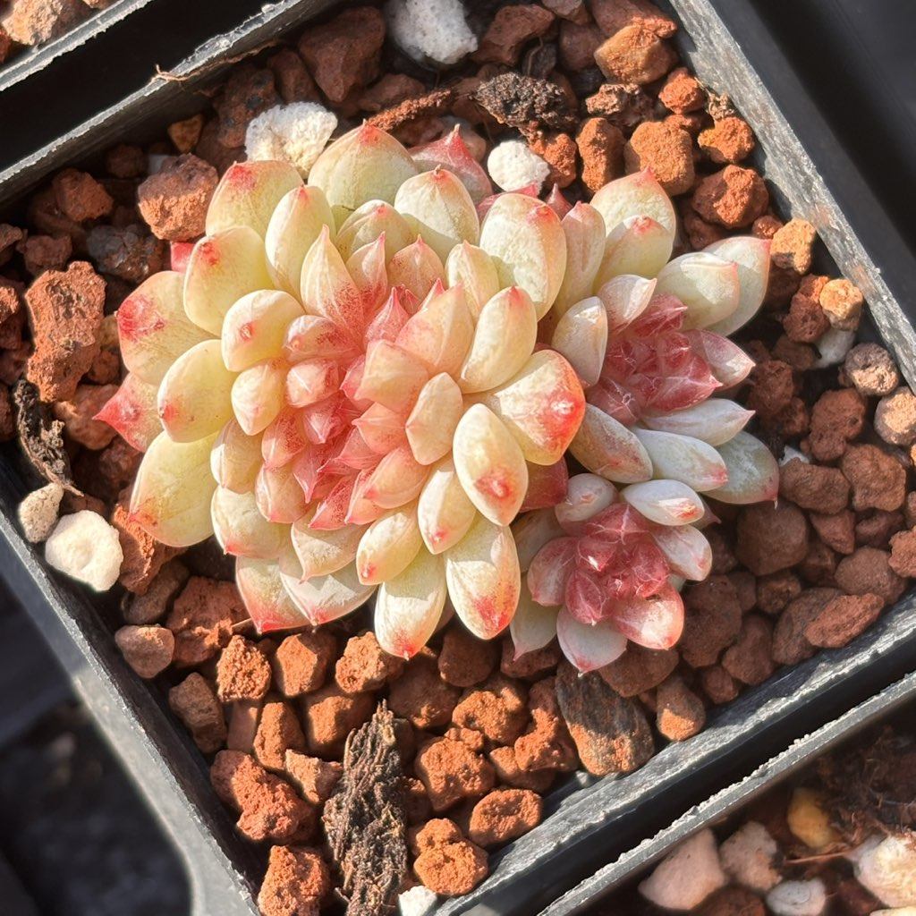 缀,鲜花速递/花卉仿真/绿植园艺,多肉植物,淘宝优惠券,粉丝福利购,淘宝优惠卷