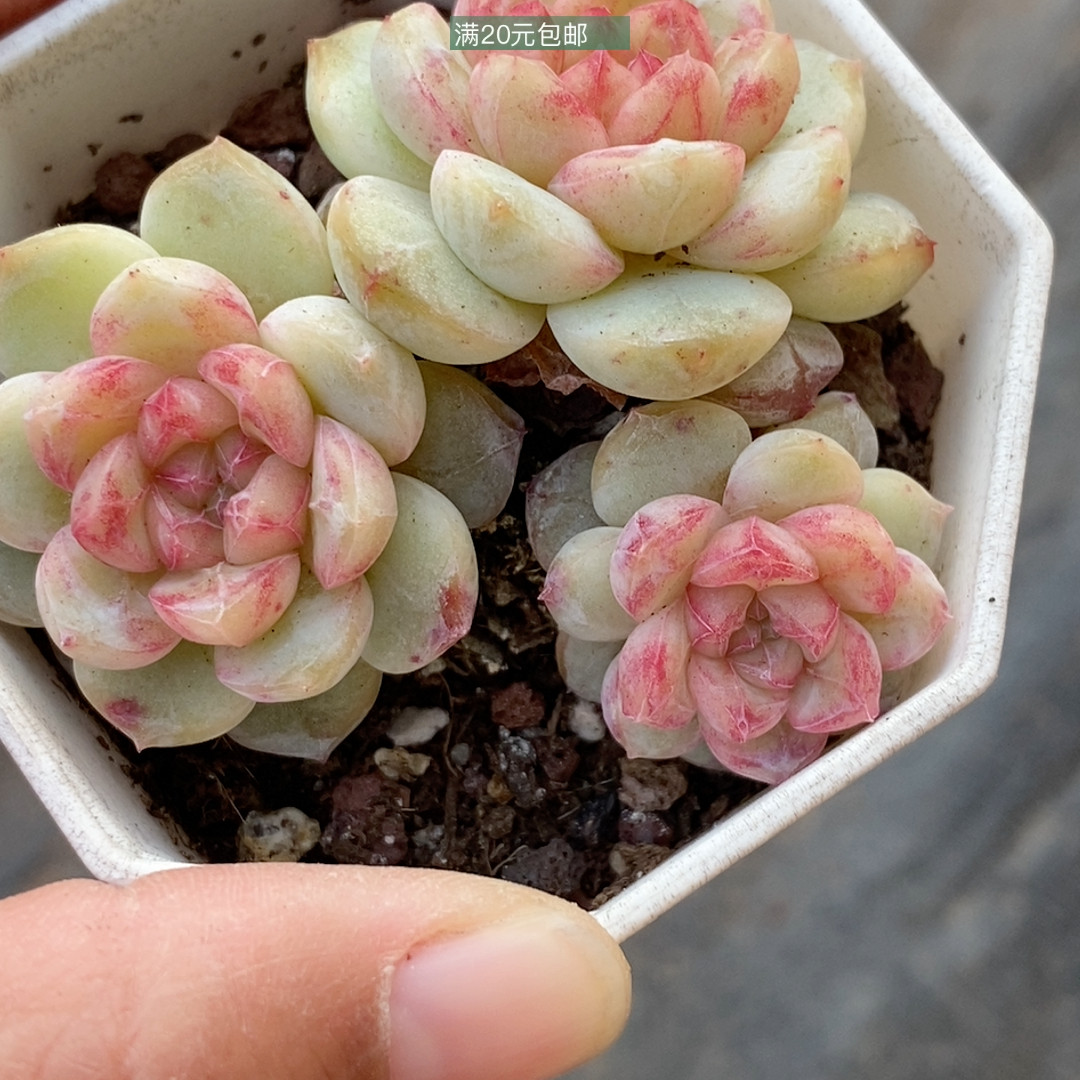 葡萄珍妮,鲜花速递/花卉仿真/绿植园艺,多肉植物,淘宝优惠券,粉丝福利购,淘宝优惠卷