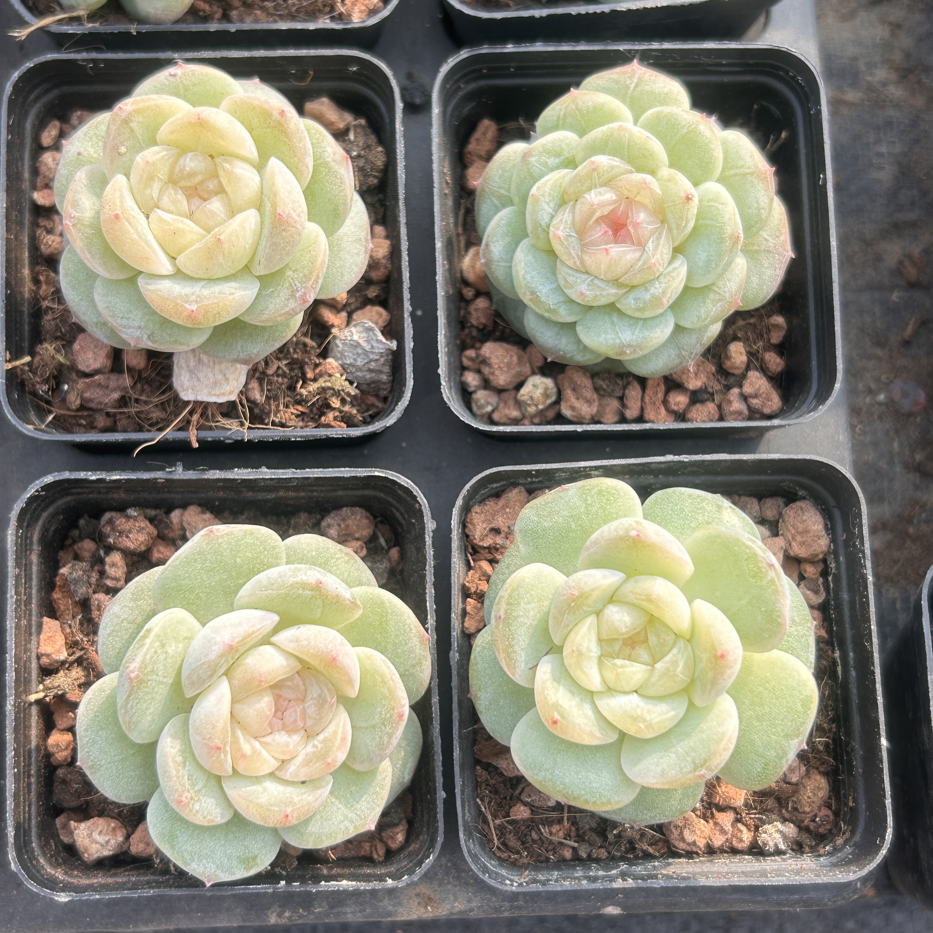 星月风花雪月新手好养新品多头精品稀有多肉植物花卉一物一拍