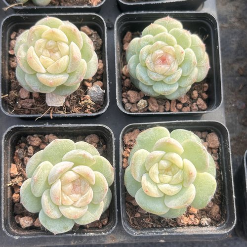 星月风花雪月新手好养新品多头精品稀有多肉植物花卉一物一拍