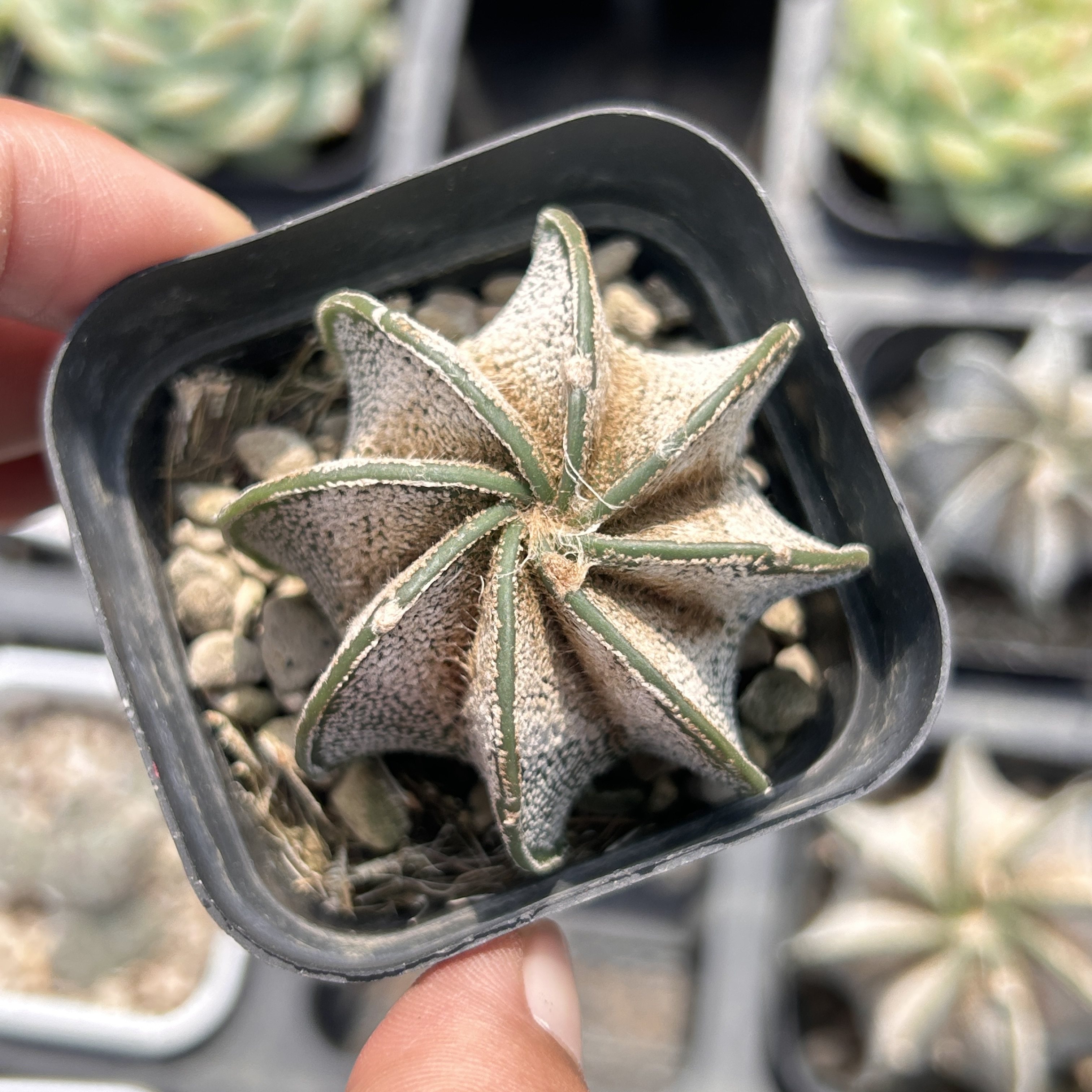 大凤玉仙人球新手好养新品多头大棵精品稀有多肉植物花卉一物一拍