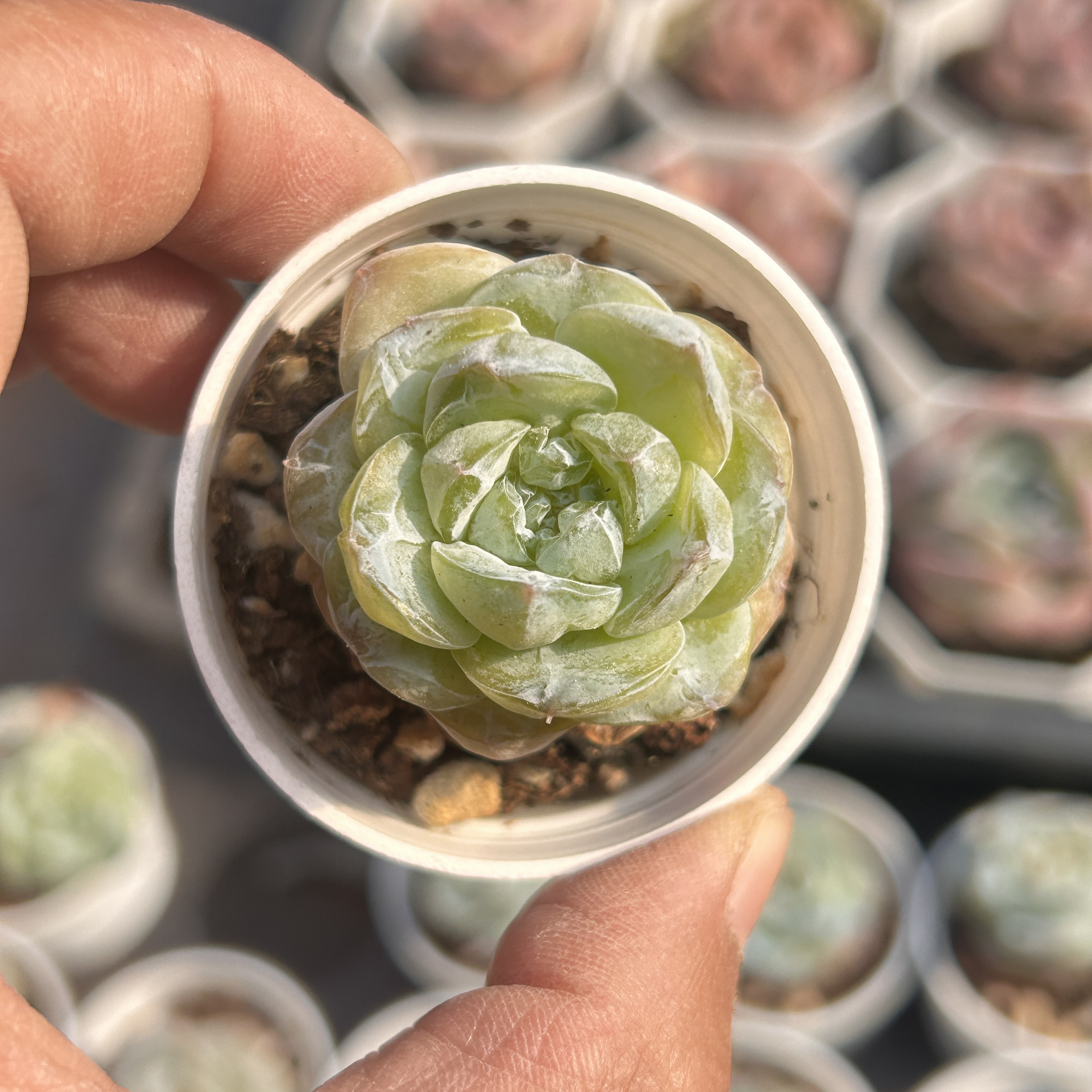方糖水果软糖伊丽莎白新手多头大棵精品稀有多肉植物花卉一物一拍