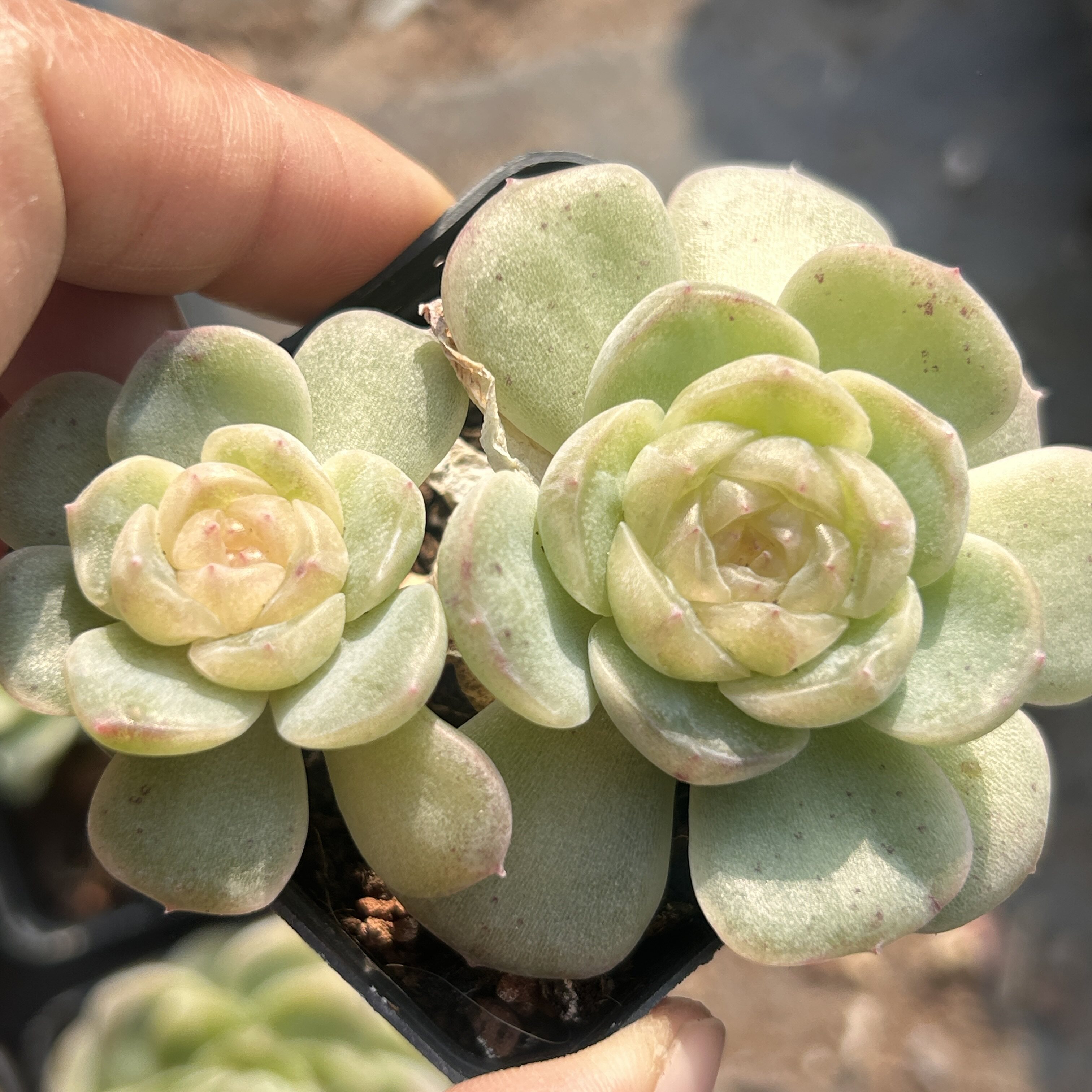 流光风花雪月系列好养新品多头大棵精品稀有多肉植物花卉一物一拍