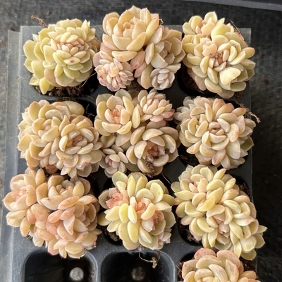 多肉穴盘苗女王麦秆虾饺熔晶万宝龙钱串锦冰魄珍妮琥珀糖心石化