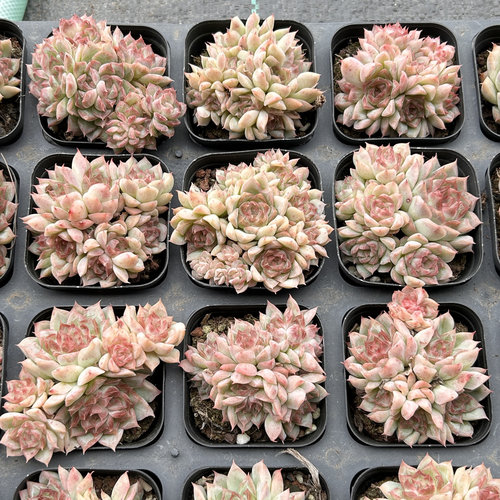 桃熏女王群生新手好养新品多头大棵精品稀有多肉植物花卉一物一拍