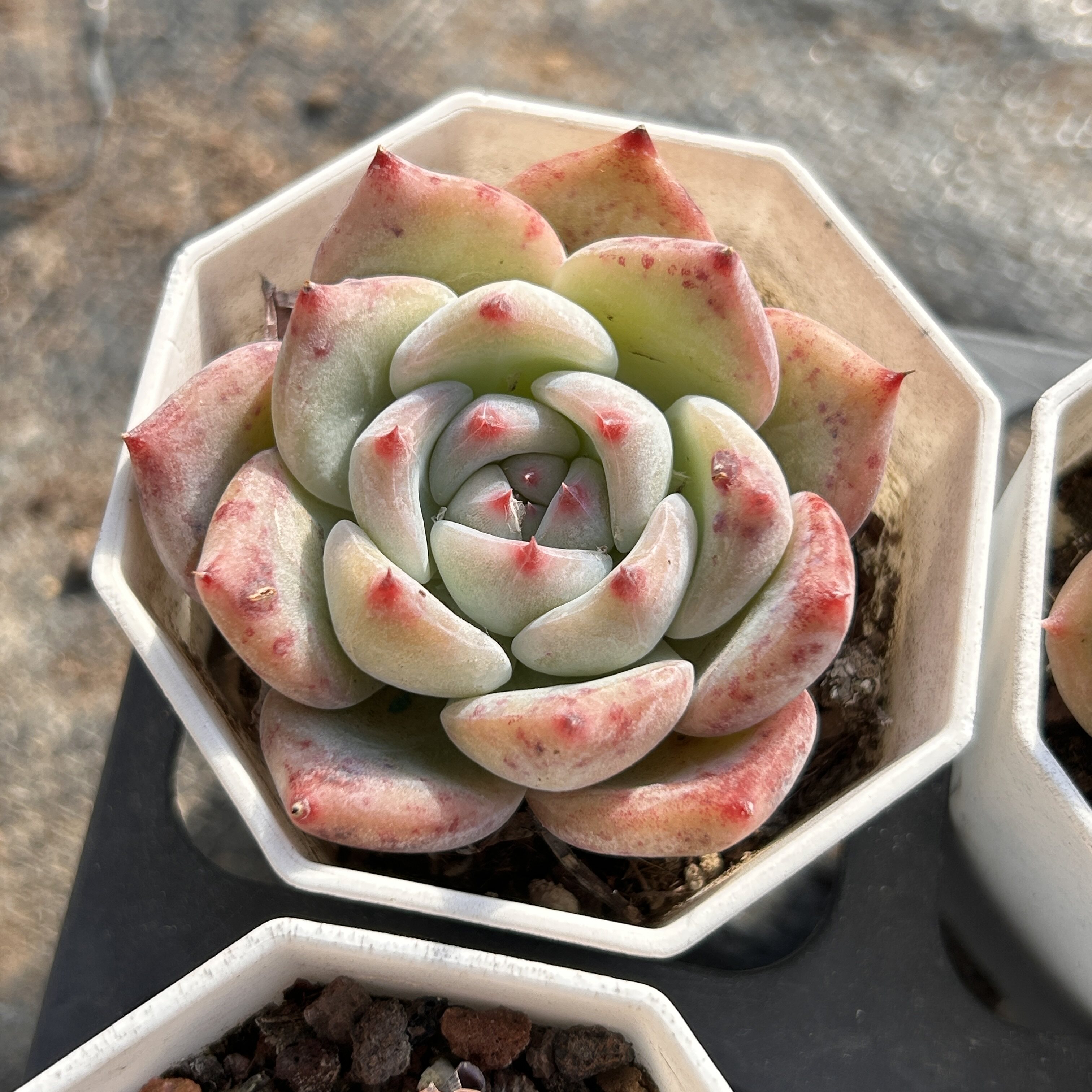 白拉糖群生新手好养新品多头大棵精品稀有多肉植物花卉一物一拍