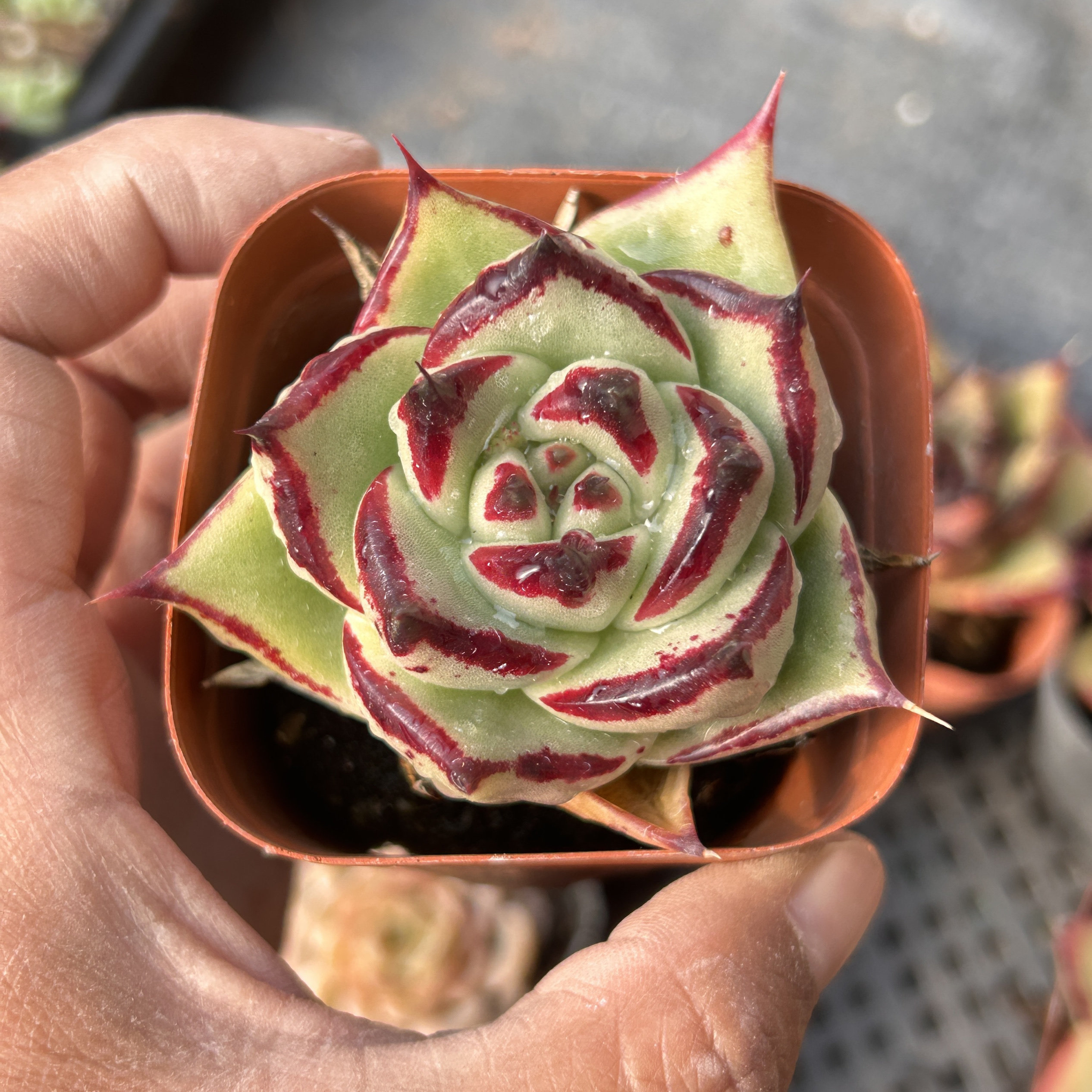 乌木冬云系新手好养新品多头大棵精品稀有多肉植物花卉一物一拍