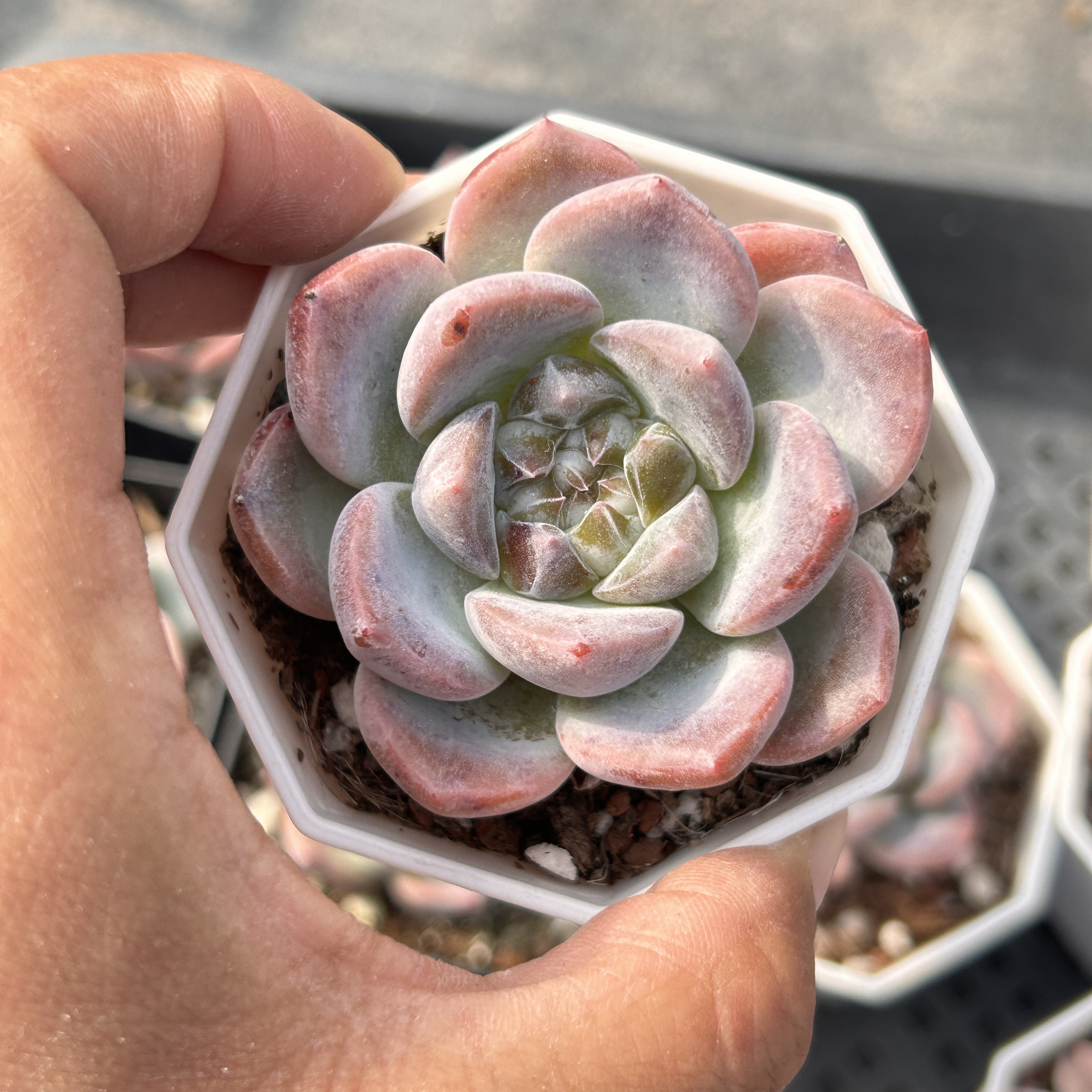 青团冰团糖心新手新品多头大棵精品稀有多肉植物花卉一物一拍