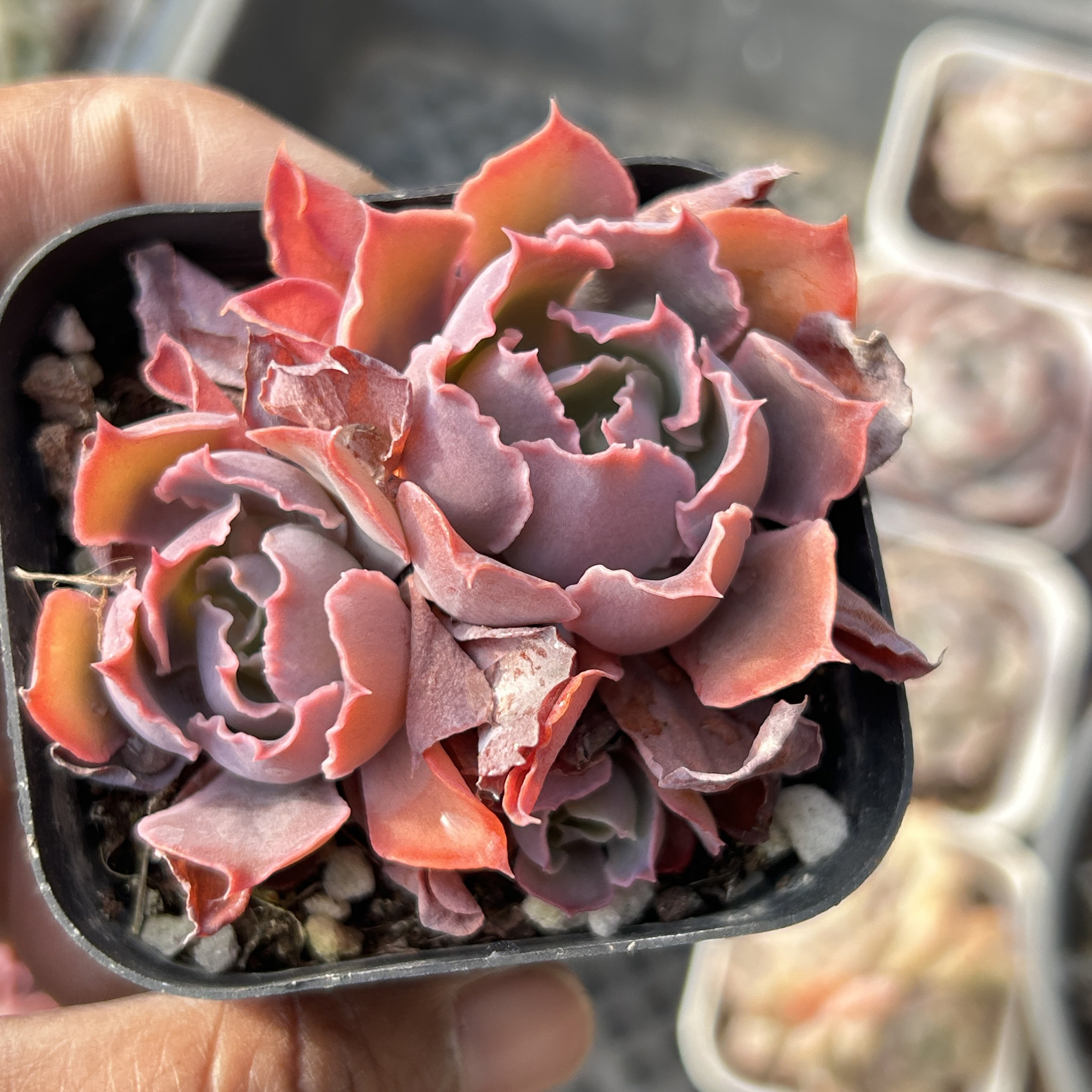 晚霞之舞新手好养新品多头大棵精品稀有多肉植物花卉一物一拍