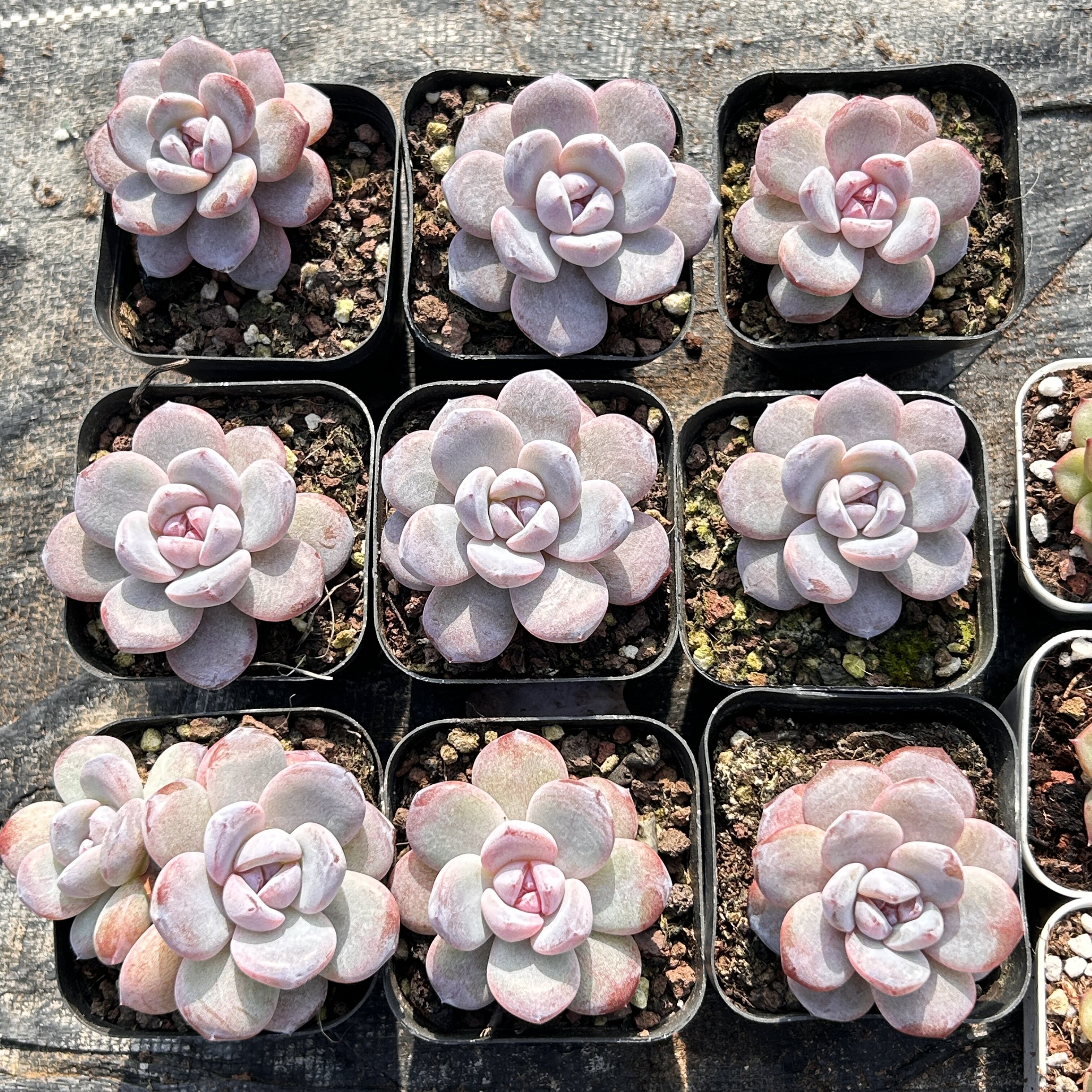 冰雪公主紫心暗纹冰玉杂新品大棵精品稀有多肉植物花卉一物一拍