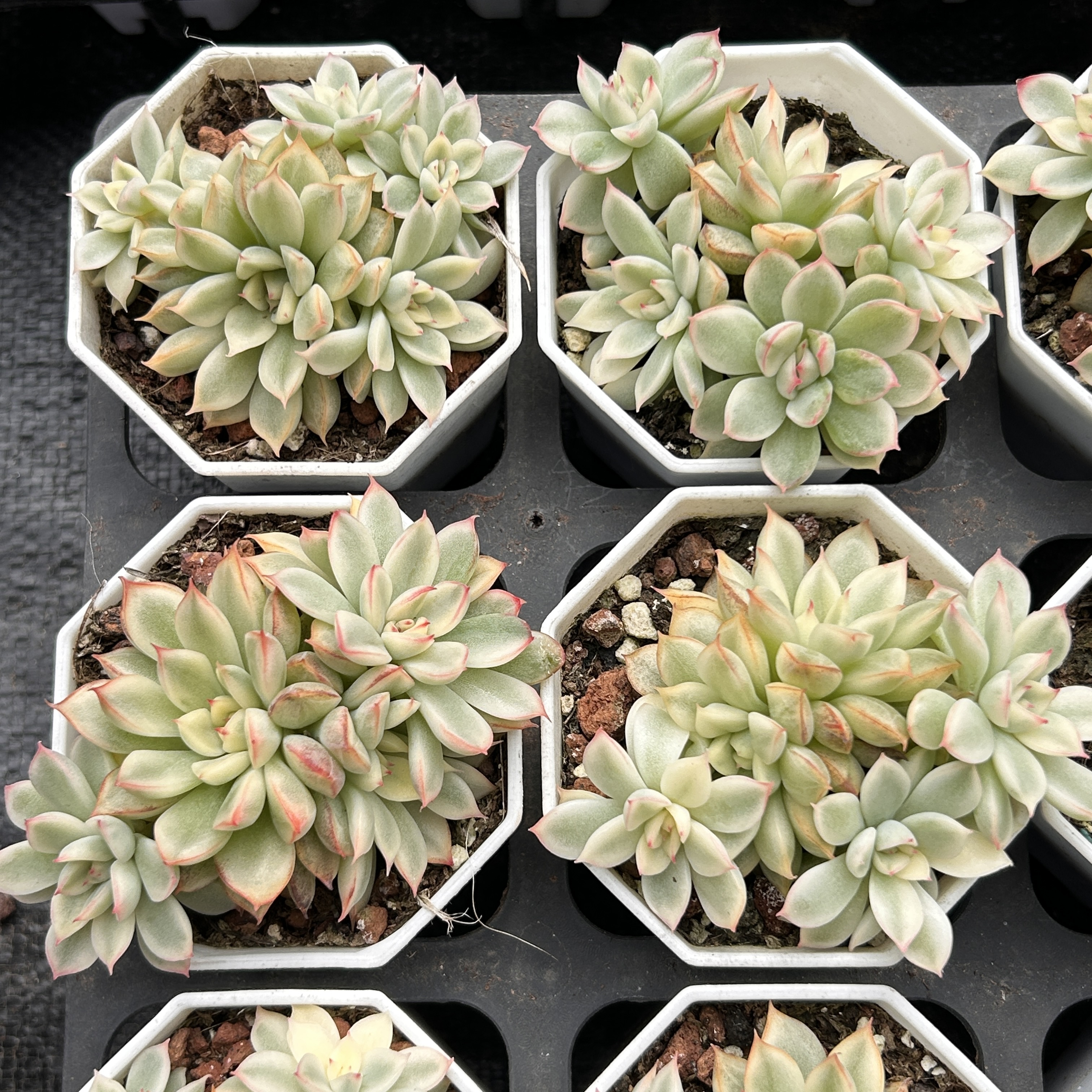 女雏锦新手好养新品多头大棵精品稀有多肉植物花卉一物一拍