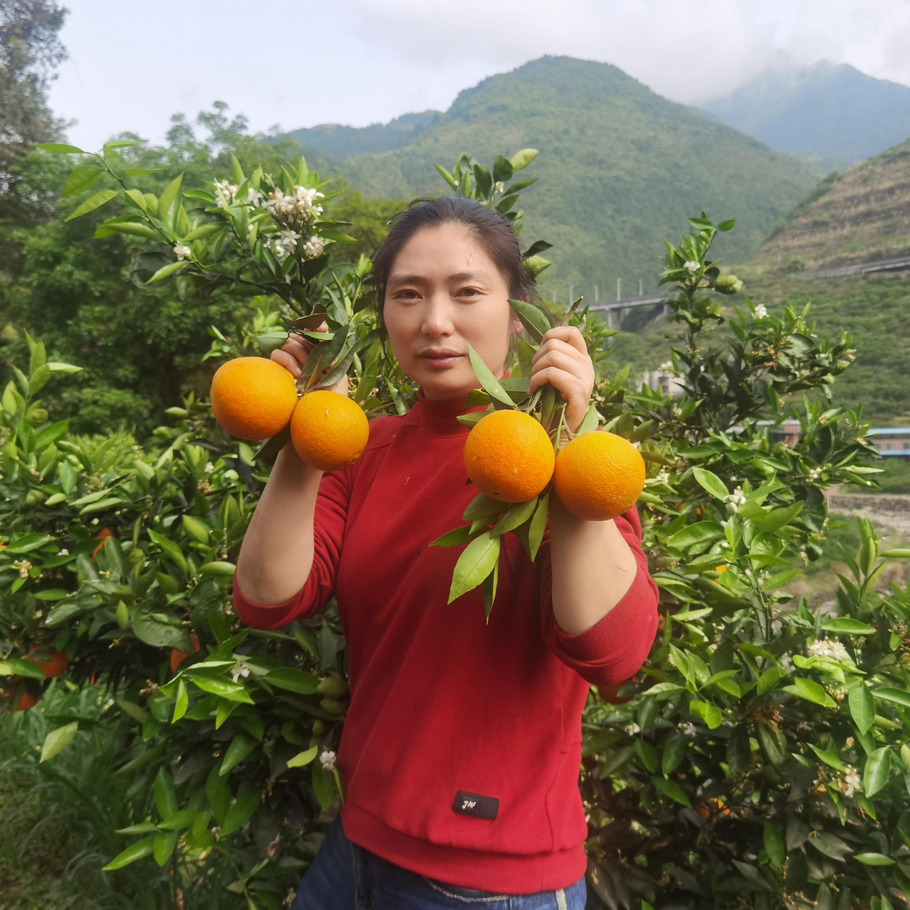 〖韵达快递〗正宗奉节脐橙伦晚春橙产...