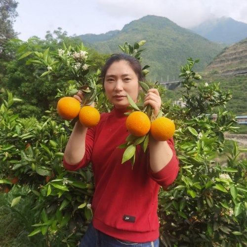 重庆奉节伦晚脐橙当季新鲜直发