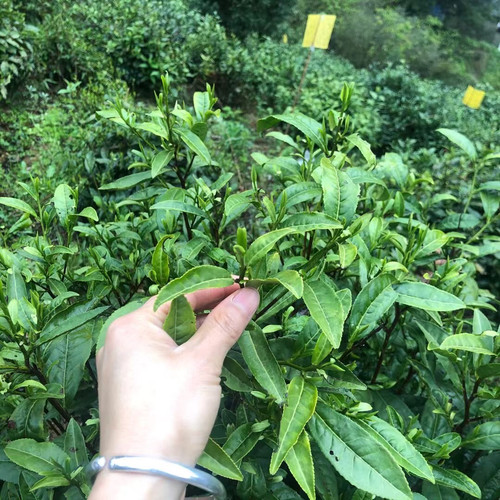【福利款】2026新茶自家高山明前黄山毛峰安徽绿茶春茶250克袋装