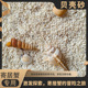 寄居蟹天然垫材珊瑚菲律宾底沙造景原生鱼缸贝壳三湖慈雕底砂