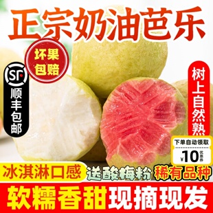 顺丰包邮福建新鲜软糯红白心双拼奶油芭乐低糖水果5斤番石榴整箱3