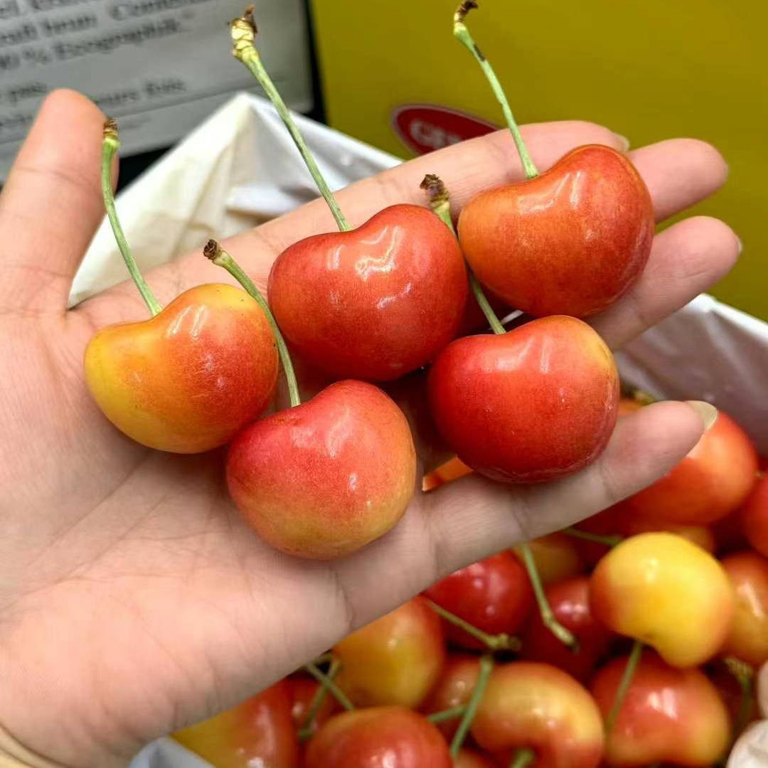 雷尼尔黄车厘子樱桃金车脆甜