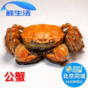 公3.3-3.6两1只 北京闪送 六月黄活蟹现货大闸蟹鲜活螃蟹河蟹