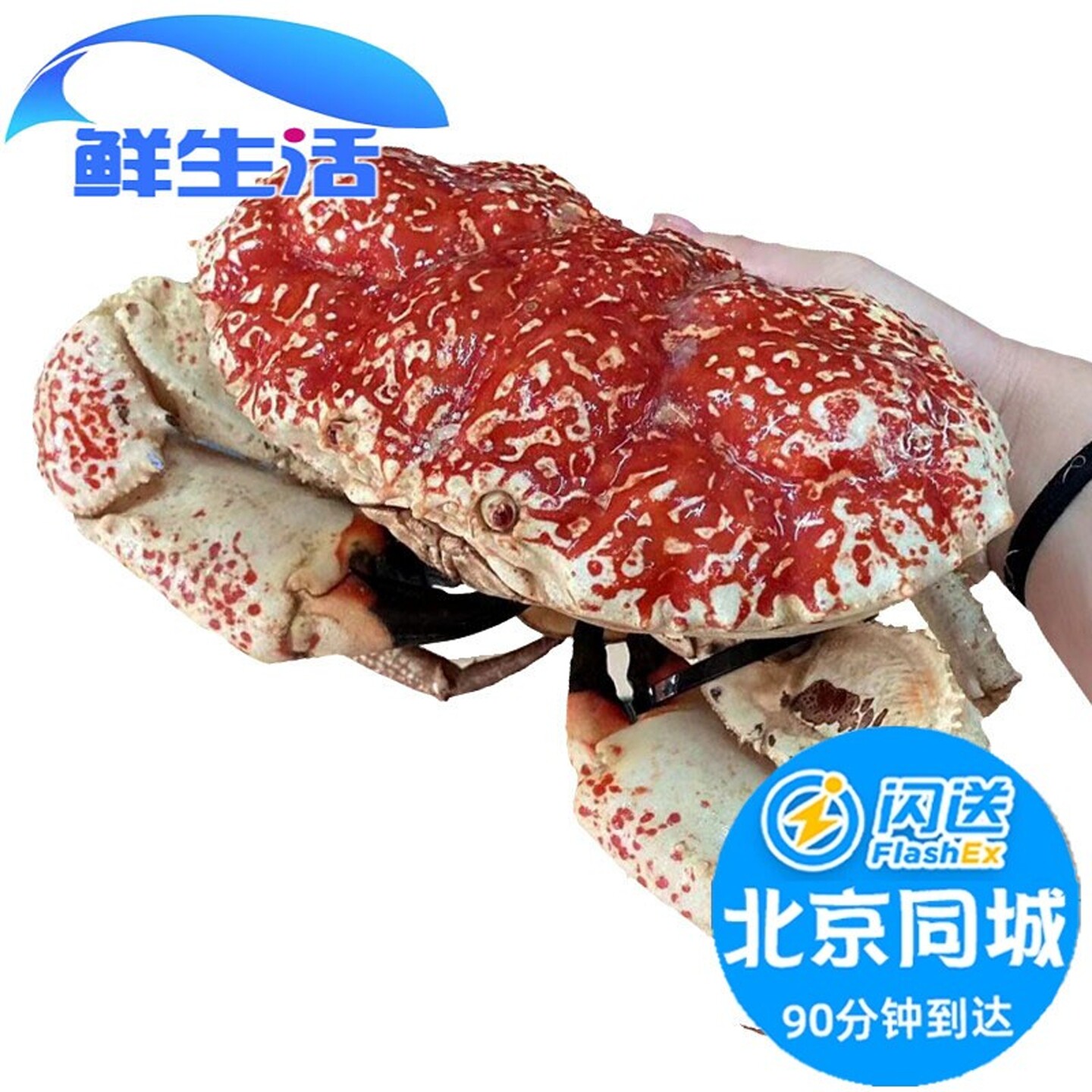 北京闪送 5-15斤可拍 鲜活澳洲皇帝蟹 巨大拟滨蟹 活蟹 海鲜水产
