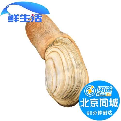 鲜活象拔蚌象鼻蚌大蚌仔