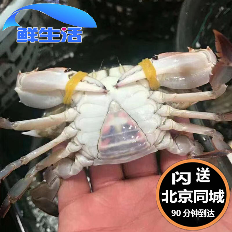 三角蟹二母蟹肉蟹梭子蟹