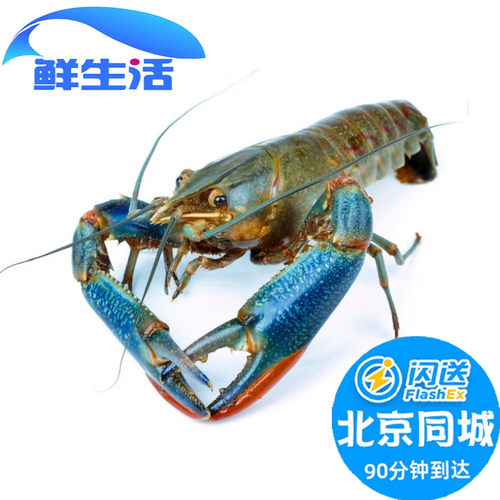 500g 8-12只北京闪送鲜活小龙虾 淡水蓝龙虾青龙虾水产 大龙虾