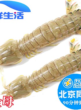 500g北京闪送全母皮皮虾鲜活