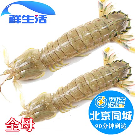 500g北京闪送全母皮皮虾鲜活海鲜虾爬子新鲜琵琶虾富贵虾姑濑尿虾