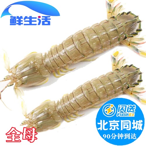 500g北京闪送全母皮皮虾鲜活