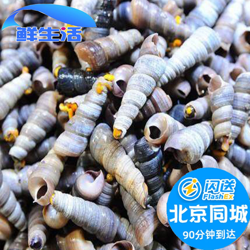 500g北京闪送 鲜活去尾钉螺尖螺海螺新鲜海水产贝类钉螺丝现货
