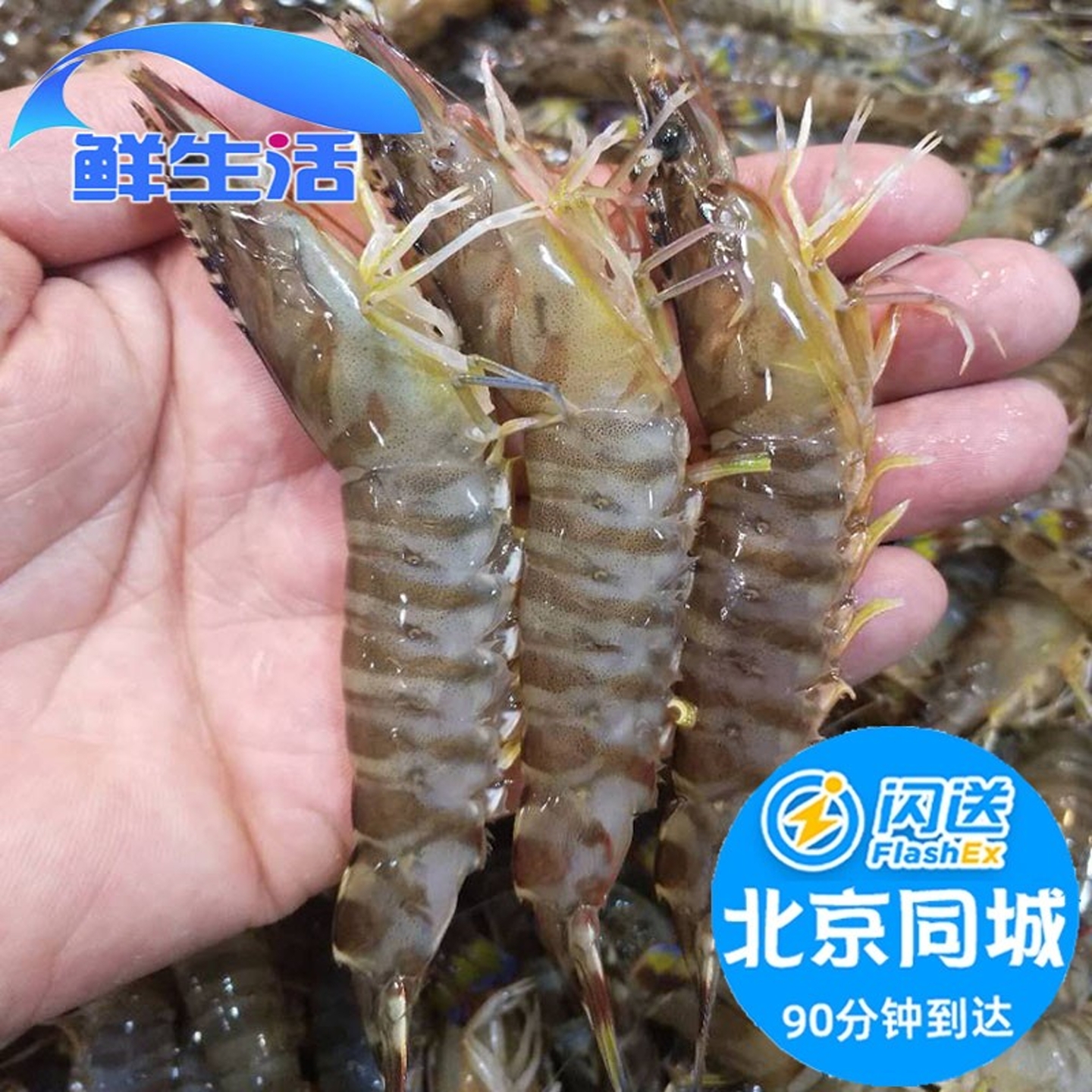 北京闪500g送基围鲜活竹节明虾