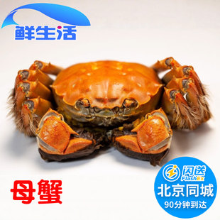 活蟹现货大闸蟹鲜活螃蟹河蟹 北京闪送 满黄满肉 3.2两1只 母2.8