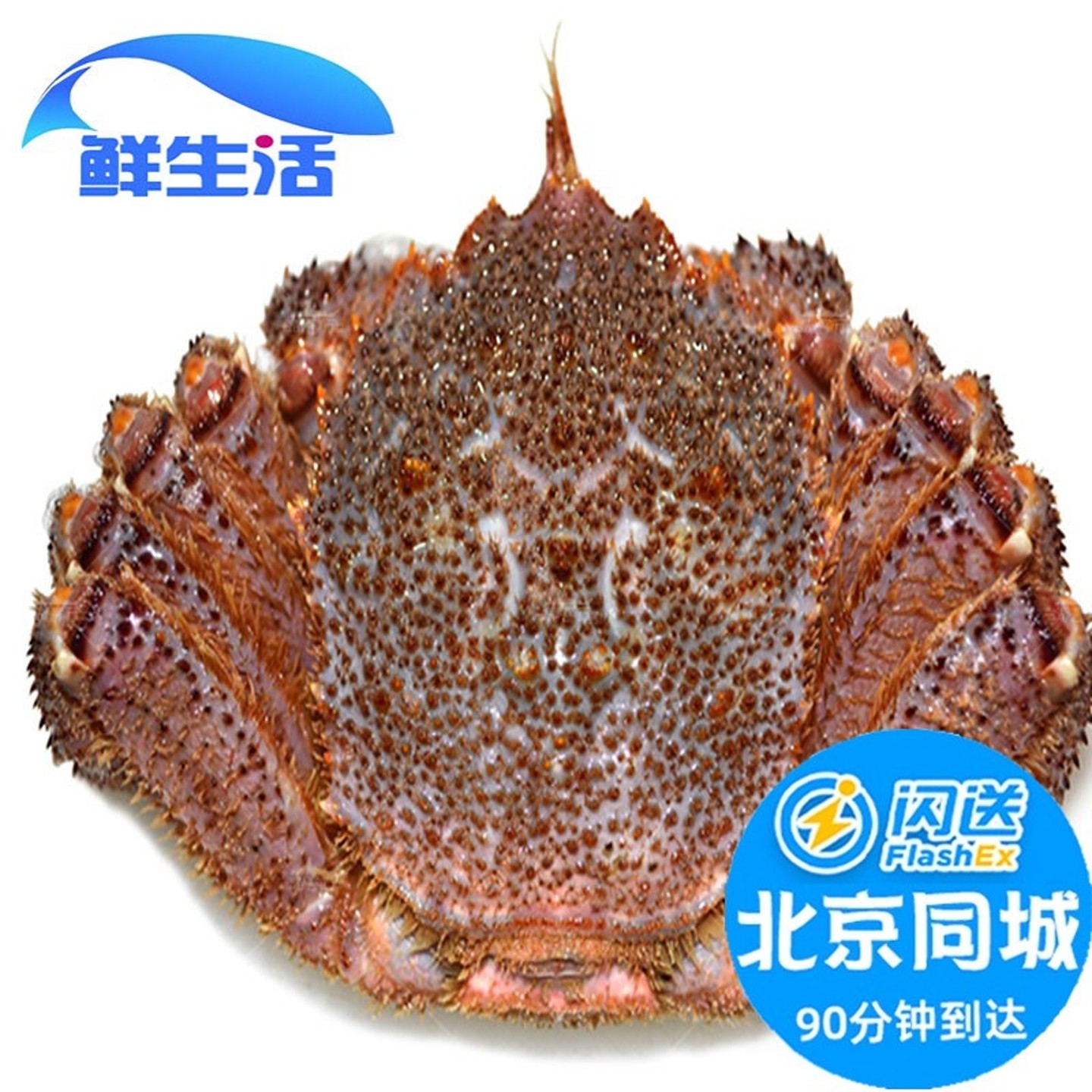 北京闪送 1.5- 2.5斤1只 俄罗斯进口超大红毛蟹鲜活螃蟹海鲜水产,水产肉类/新鲜蔬果/熟食,帝王蟹,淘宝优惠券,粉丝福利购,淘宝优惠卷