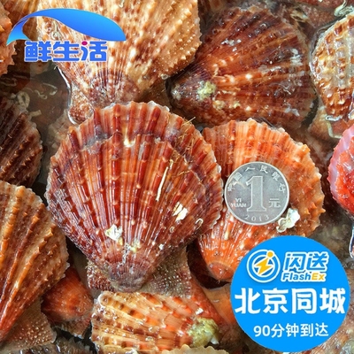 500g北京闪送 小红贝海鲜鲜活扇贝 新鲜红扇贝 天然小扇贝水产