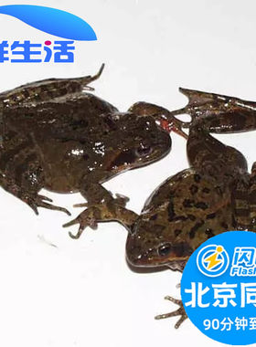 约15只 500g 北京新鲜 鲜活 母 林蛙 满籽 母豹子 活体雪蛤 蛤蟆
