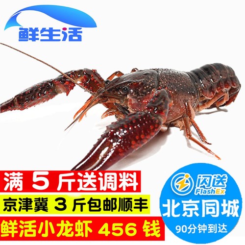 北京闪送4-6钱小龙虾鲜活清水虾