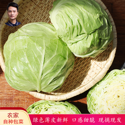 新鲜包菜当季包心菜农家蔬菜圆白菜现摘甘蓝自种沙拉卷心菜莲花白