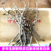 新鲜铁皮石斛鲜条老白条一斤食用滋补仿野外种植云南霍山枫斗花
