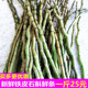 新鲜铁皮石斛鲜条500g一斤食用滋补仿野外种植云南霍山枫斗统货花