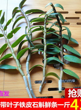 现剪带叶新鲜铁皮石斛野外滋补