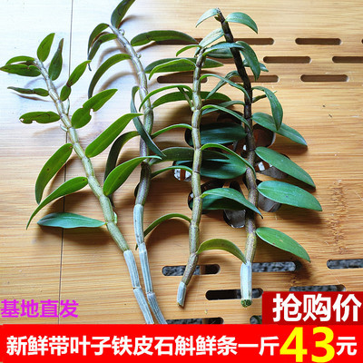 现剪带叶新鲜铁皮石斛野外滋补